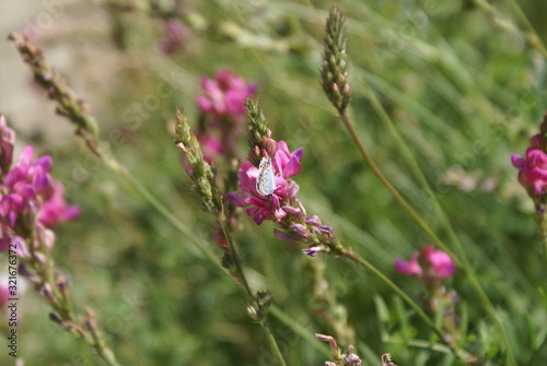 flowers in the garden
