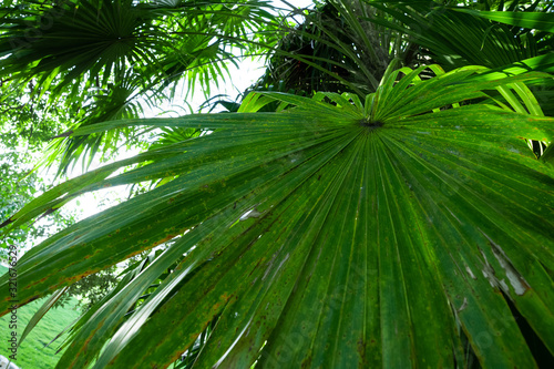 Fototapeta Naklejka Na Ścianę i Meble -  Pflanze im tropischen Regenwald
