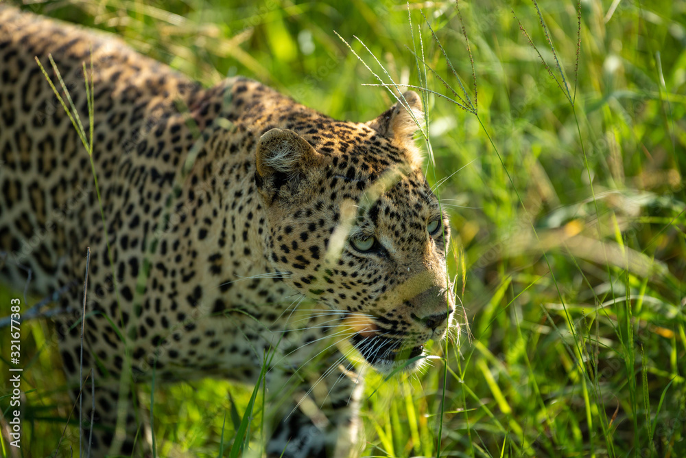 A female leopard walking through the long grass A female leopard walking through the long grass