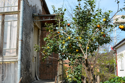 Kutaisi  Georgia - September 27  2018  House with persimmon tree next to it