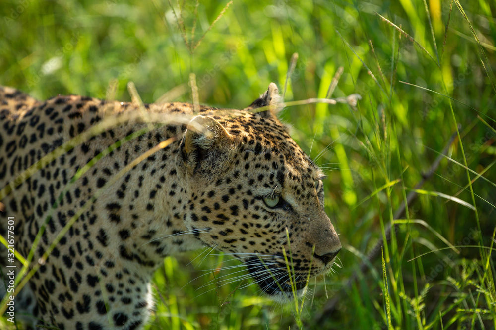 A female leopard walking through the long grass A female leopard walking through the long grass