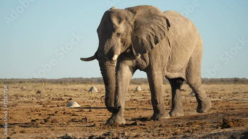 Savannah bush elephant slowly walk from right to left, South Africa