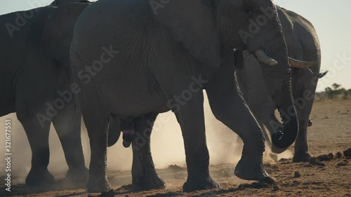 Herd of Savannah elephant walk raising dust, dramatic scene, Africa