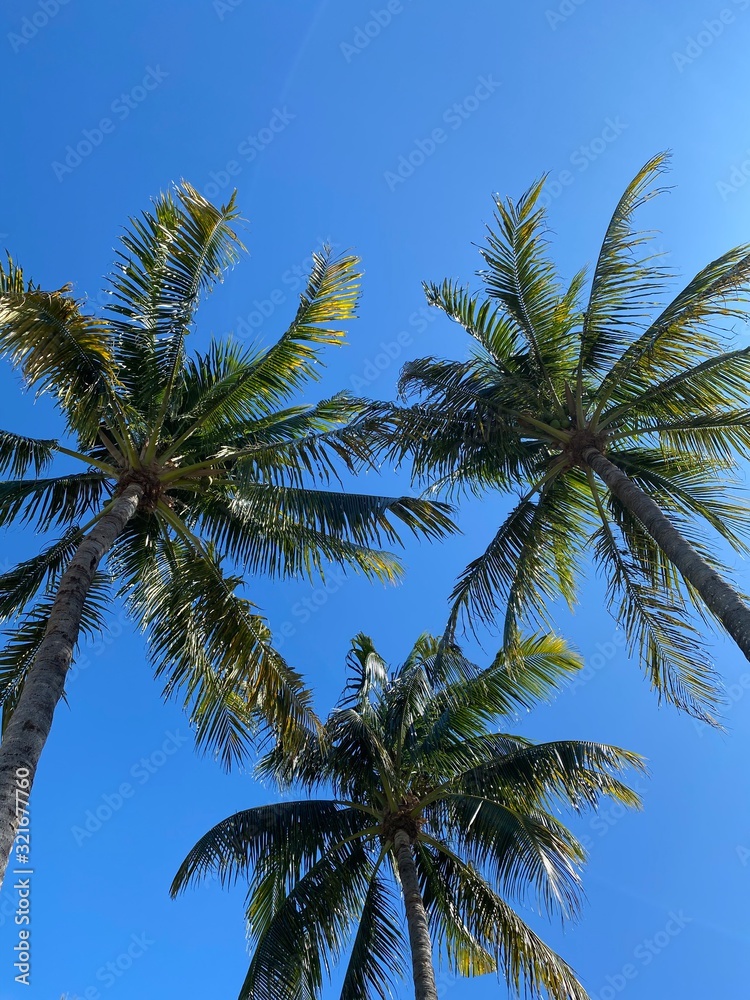Palm tree views in Key West, FLA, January-February 2020