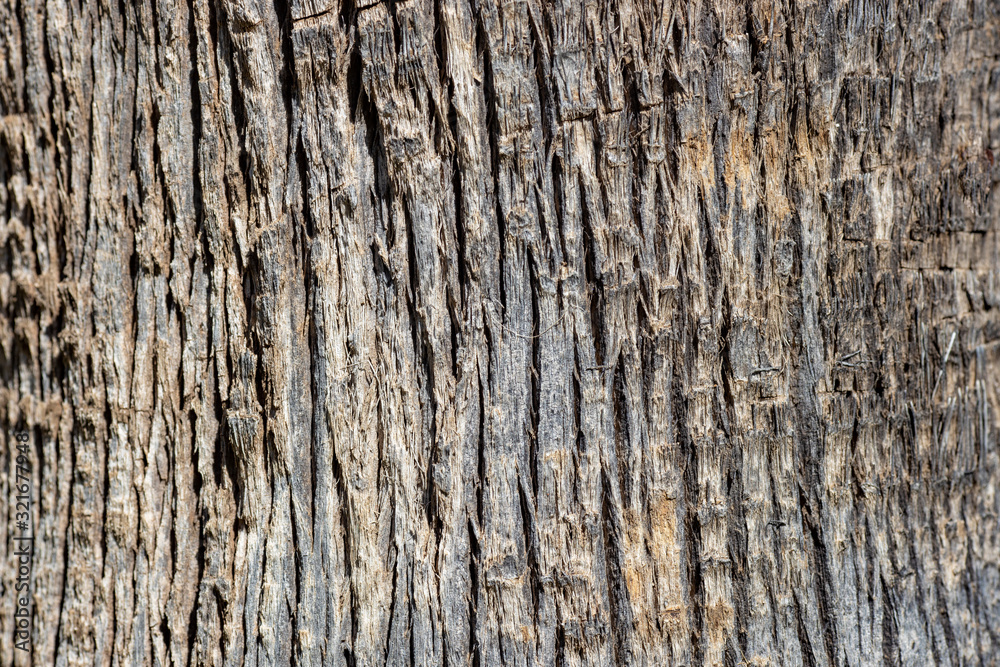 trunk of a palm tree close up. Macro photo trunk of a palm tree close up. Macro photo