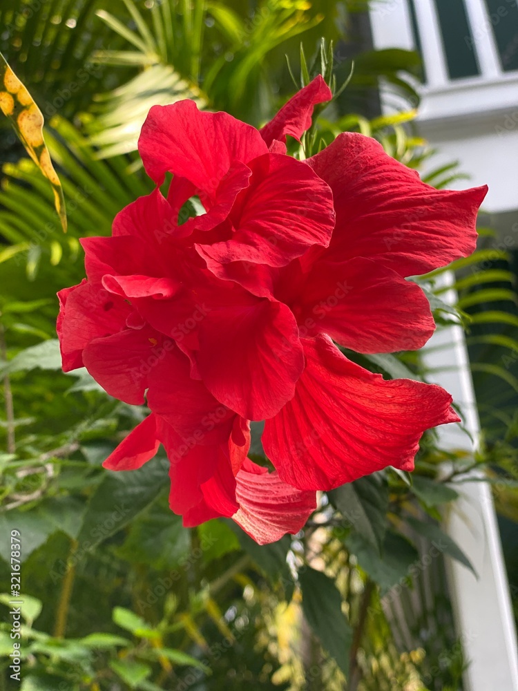 Red hibiscus flower in Key West, FLA