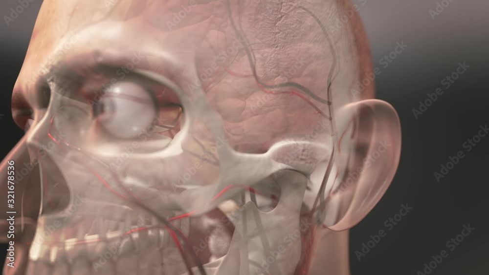 Blood circulation in the brain. Hemodynamics. X-ray of head blood vessels.