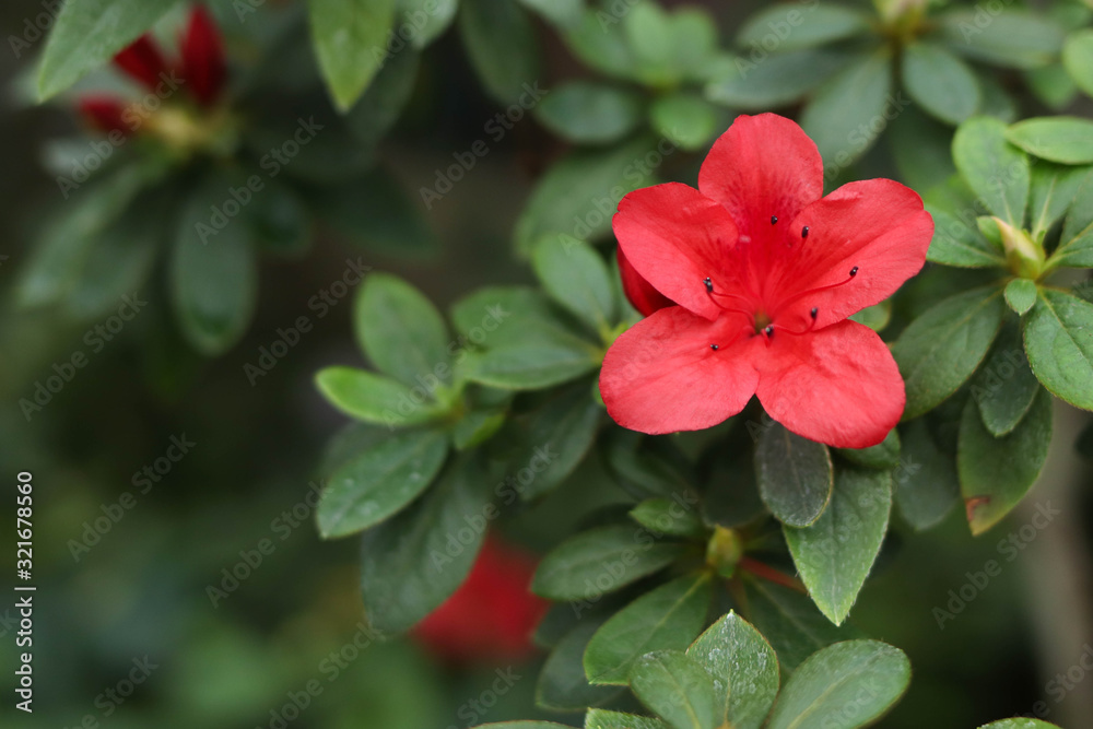 Red flower among green leaves, space for text Red flower among green leaves, space for text
