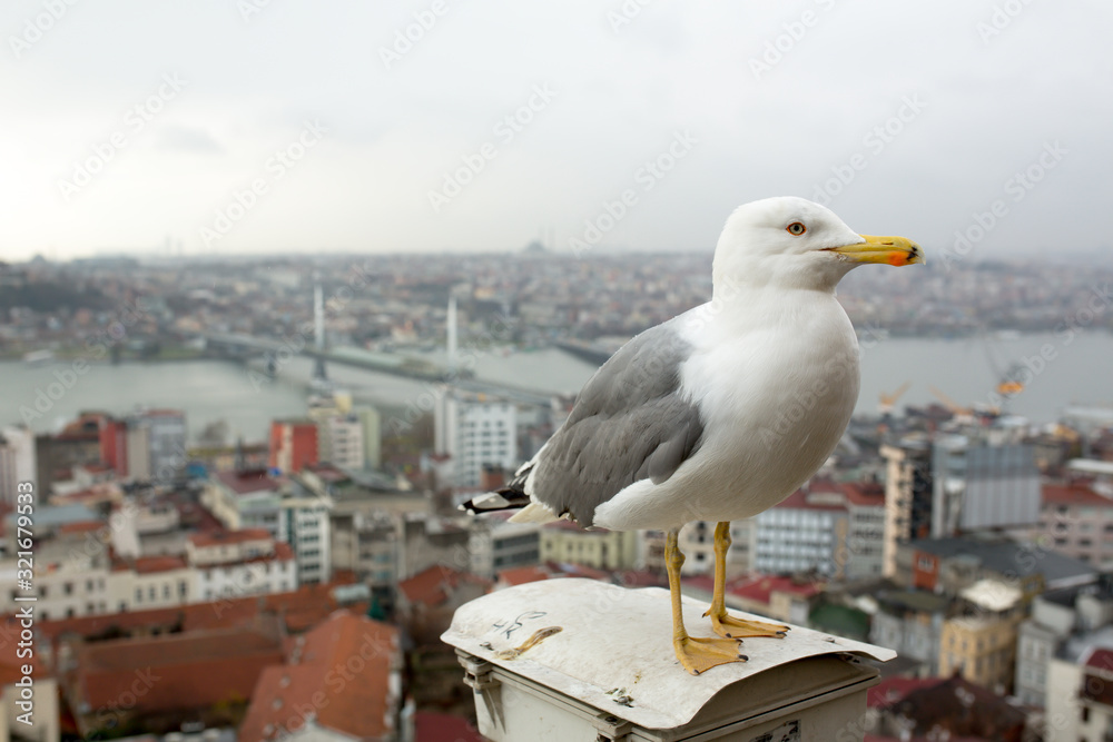 seagull on the Galata tower in Istanbul. City view at sunset seagull on the Galata tower in Istanbul. City view at sunset