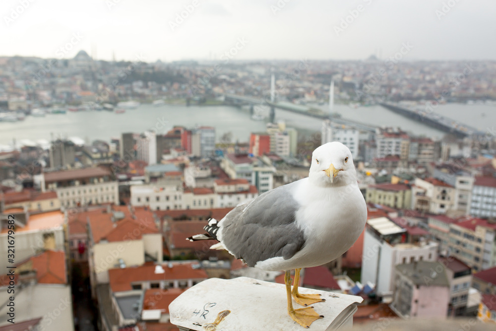 seagull on the Galata tower in Istanbul. City view at sunset seagull on the Galata tower in Istanbul. City view at sunset