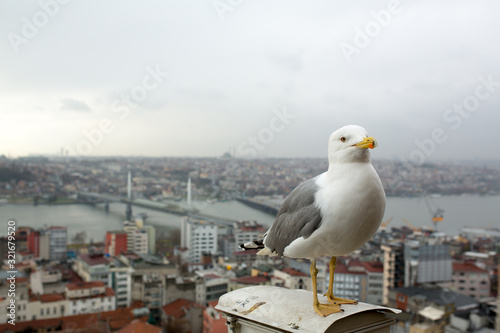 seagull on the Galata tower in Istanbul. City view at sunset