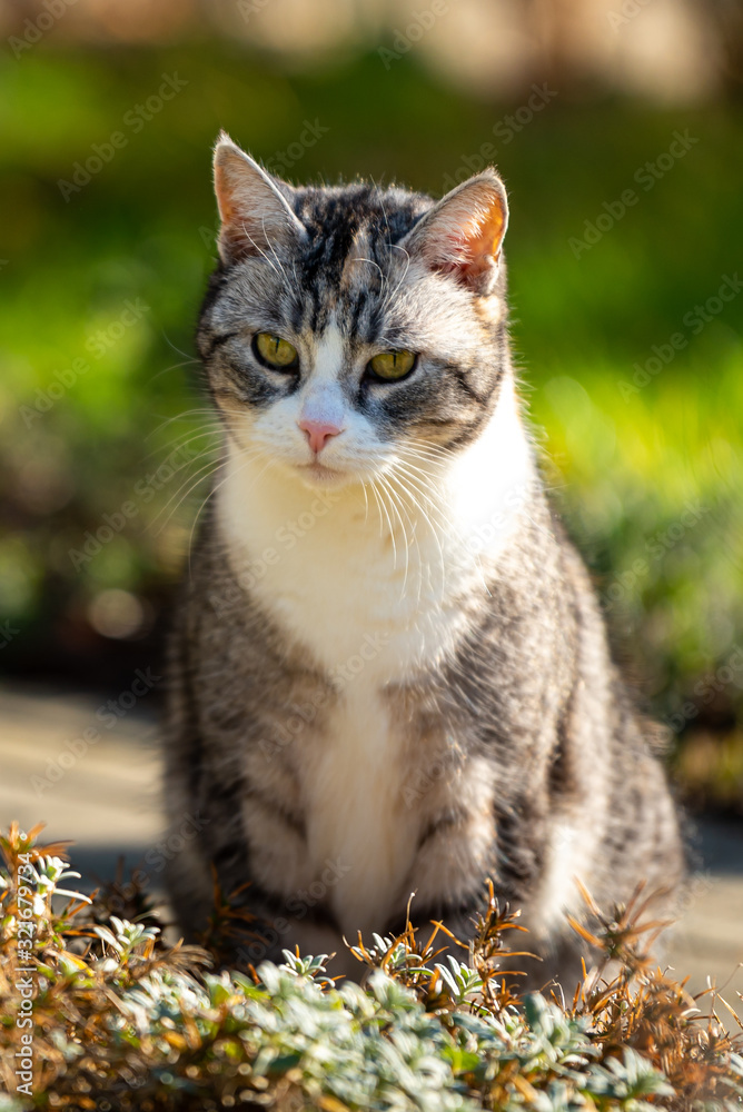 A gray cat with a white collar sits on a path in the garden A gray cat with a white collar sits on a path in the garden
