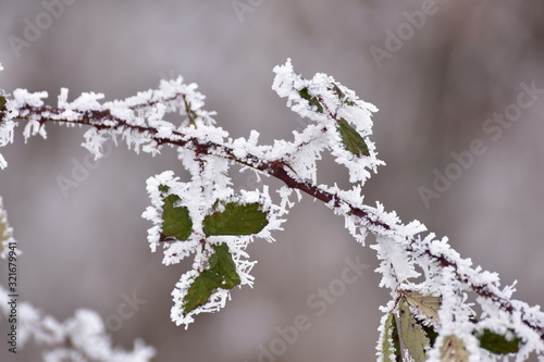 frosty branch © Alexander