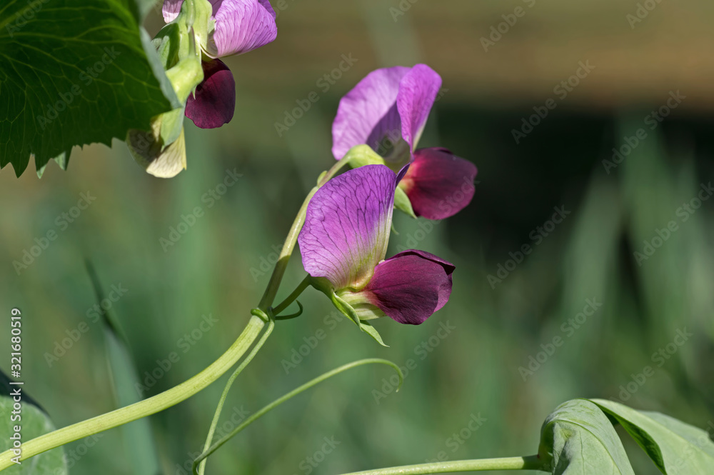 Flower of the field pea. Field pea is a type of pea of the species