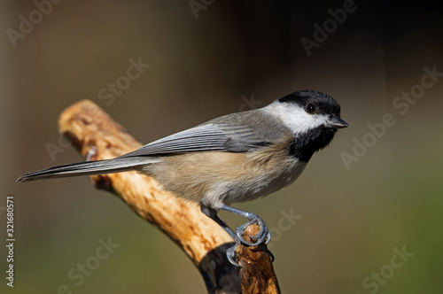 Chickadee on a branch. Chickadees are a group of North American birds in the tit family included in the genus Puerile. Species in North America are called chickadees, and called tits else ware. photo