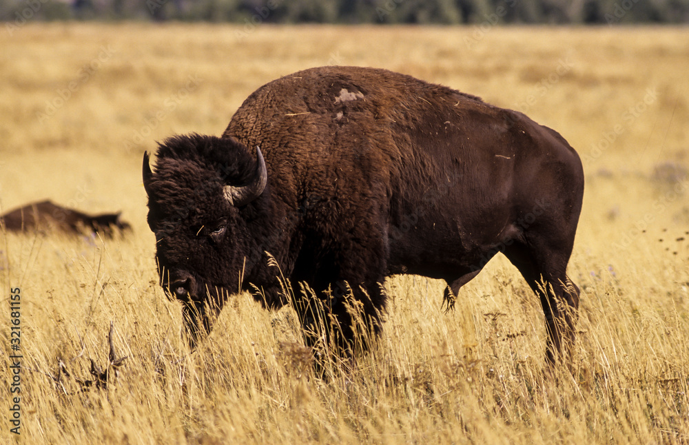 Bison d'Amérique, Bison bison, Parc national du Yellowstone , USA Bison d'Amérique, Bison bison, Parc national du Yellowstone , USA