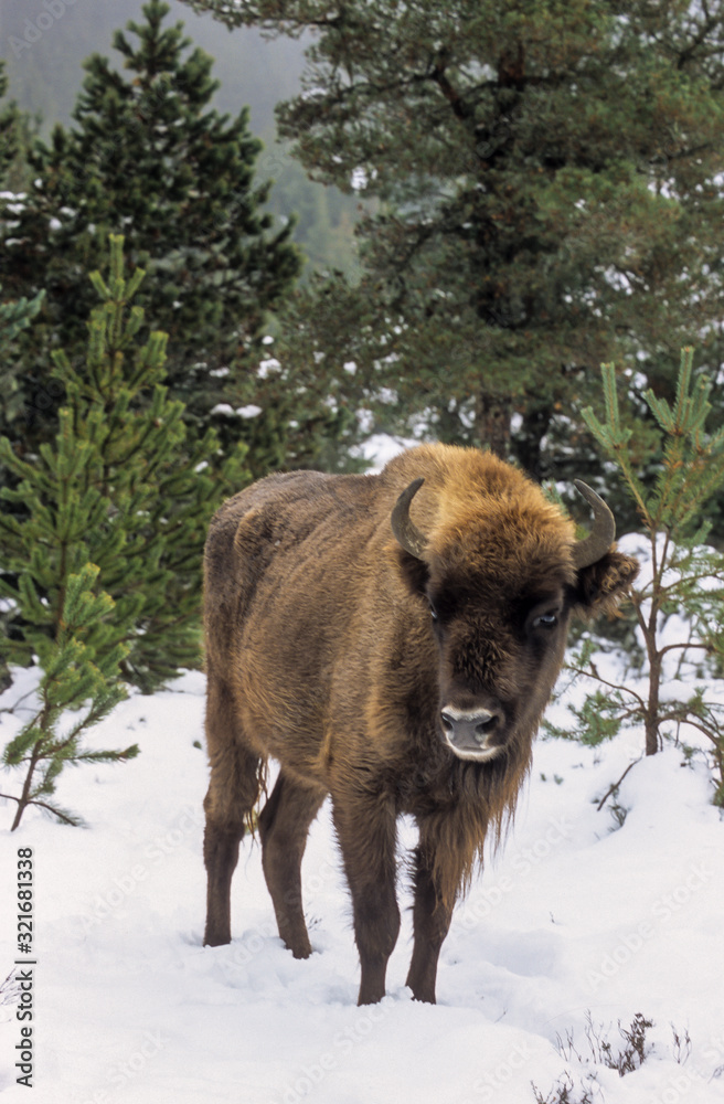 Bison d'Europe, Bison bonasus Bison d'Europe, Bison bonasus