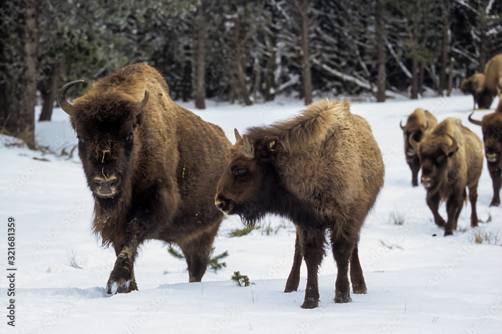 Bison d'Europe, Bison bonasus Bison d'Europe, Bison bonasus