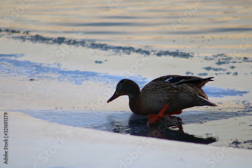 duck in snow