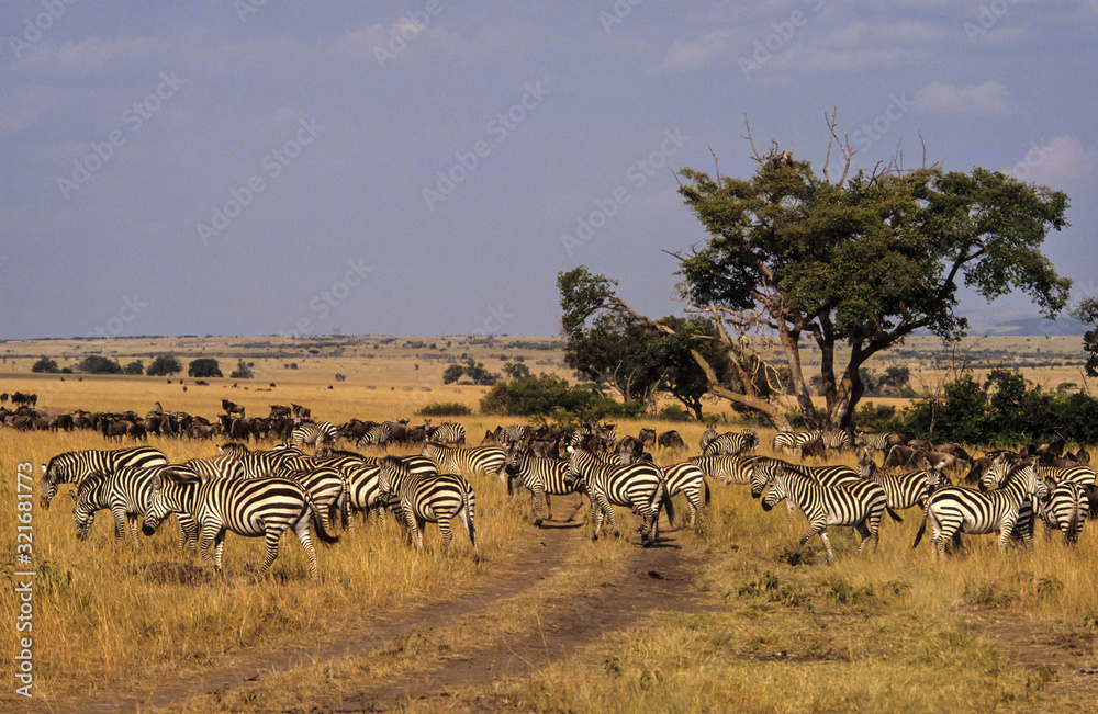 Fototapeta premium Zébre de Grant, Equus burchelli grant, Parc national de Masai Mara, Kenya