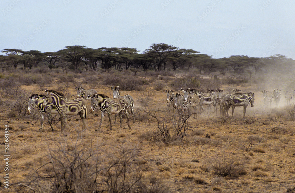 Zèbre de Grévy, Equus grevyi, Parc national de Zamburu, Kenya