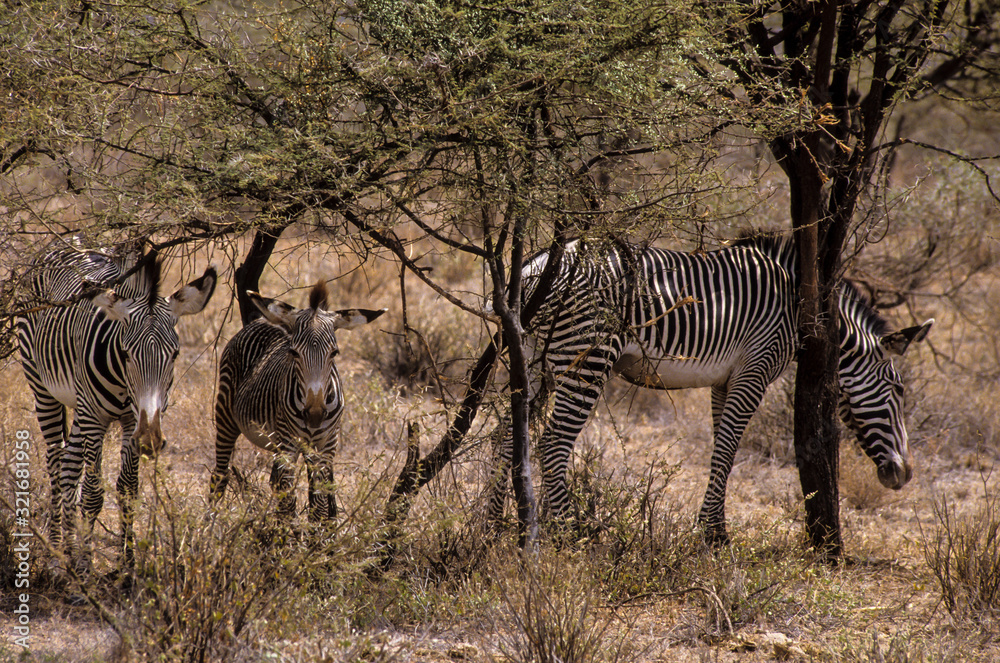 Obraz premium Zèbre de Grévy, Equus grevyi, Parc national de Zamburu, Kenya