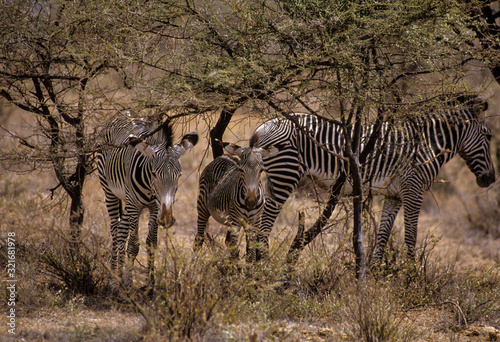 Z  bre de Gr  vy  Equus grevyi  Parc national de Zamburu  Kenya