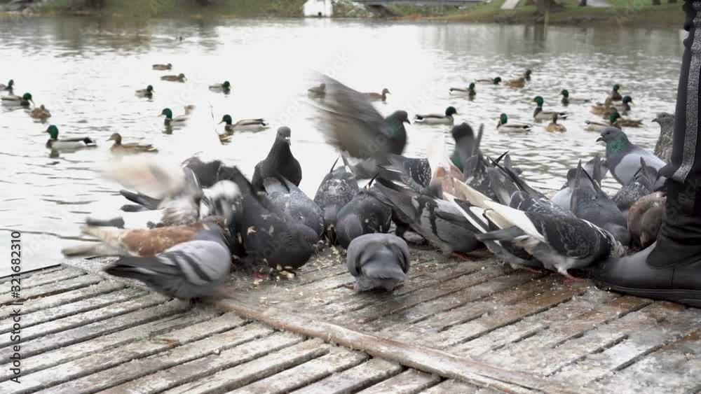 Close-up, a woman feeds a flock of pigeons in a city Park near the river. Birds peck bread and grain on a wooden bridge near the river. Faceless. View from the foot level. Close-up, a woman feeds a flock of pigeons in a city Park near the river. Birds peck bread and grain on a wooden bridge near the river. Faceless. View from the foot level.