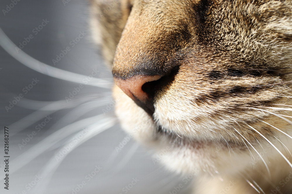 Obraz premium キジトラ猫の口元