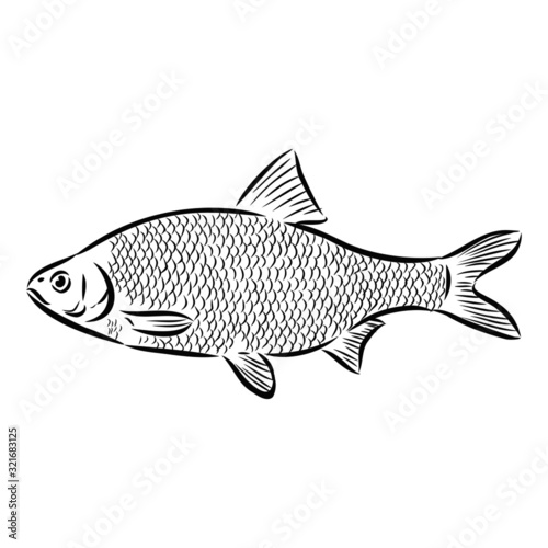fish isolated on white background