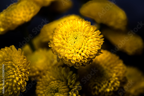 Secluded yellow flower in bloom
