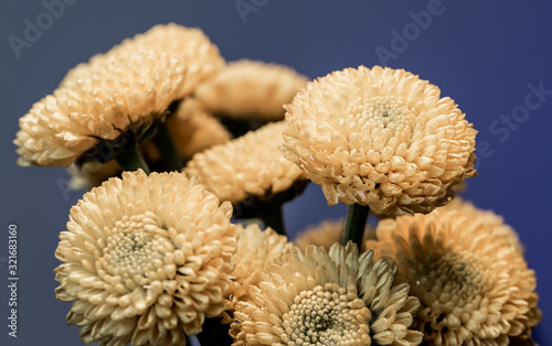 Yellow flowers in bloom