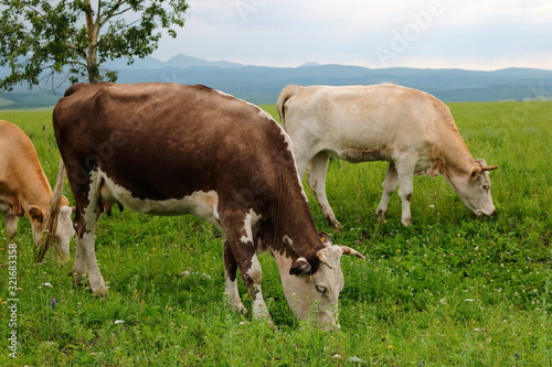 cows on pasture