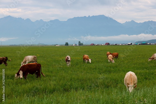 herd of cows grazing in field