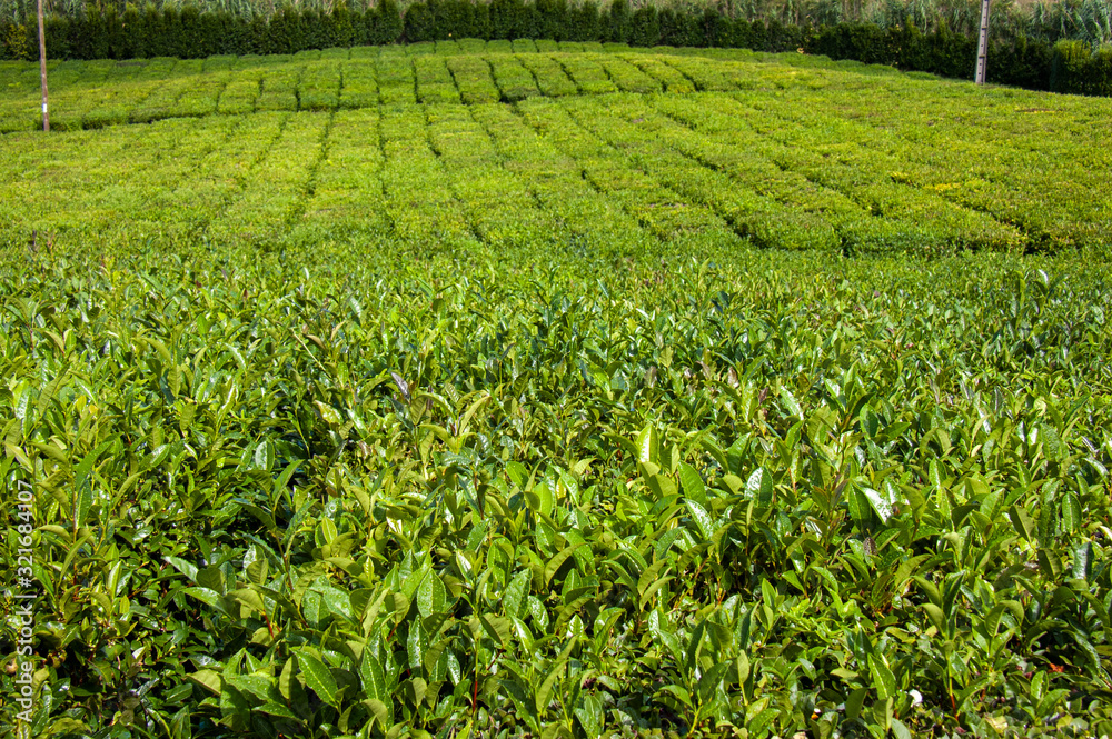 View of the tea plantations, Porto Formoso, Sao Miguel island, Azores, Portugal View of the tea plantations, Porto Formoso, Sao Miguel island, Azores, Portugal