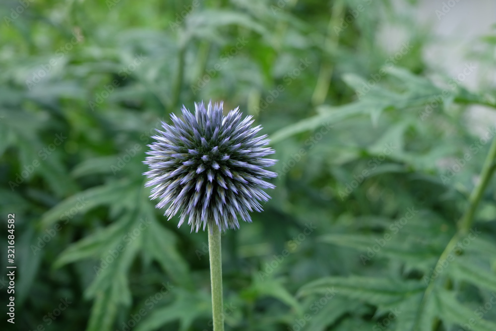 Echinops Ritro