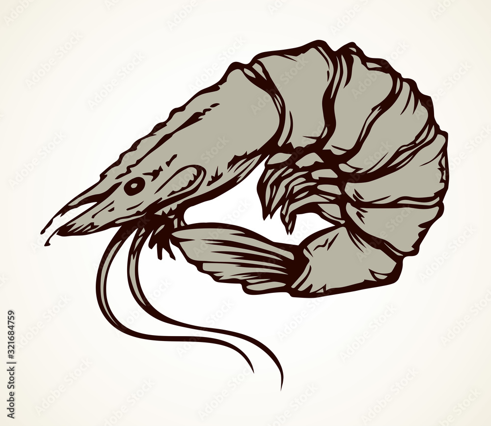 Big shrimp. Vector sketch drawing Big shrimp. Vector sketch drawing