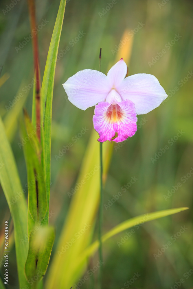 Wild orchid found in Country Park of Hong Kong Wild orchid found in Country Park of Hong Kong