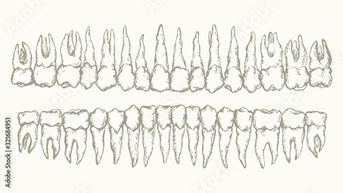 The layout of the teeth. Vector drawing