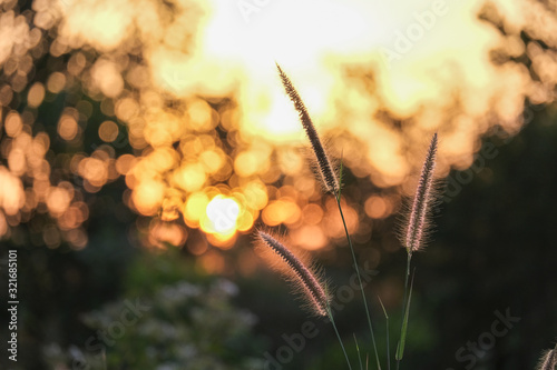 sunset in field