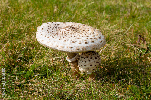 Close-up of small and big Parasol mushroom on a green meadow nearby Menzenschwand, Germany