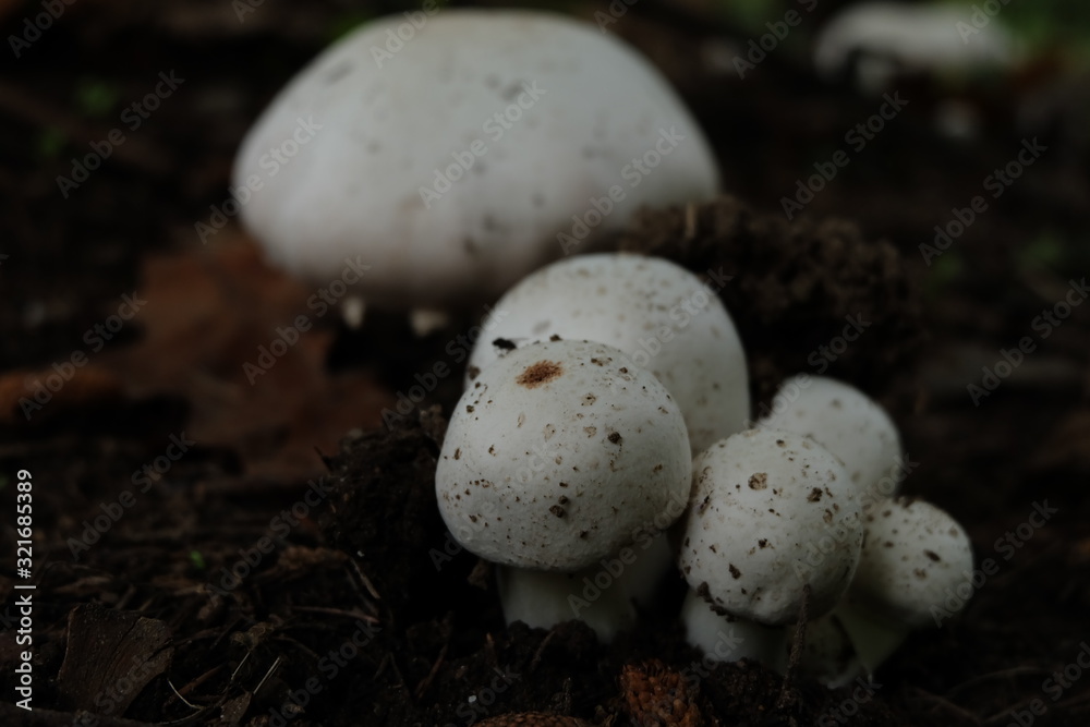 Funghi Funghi