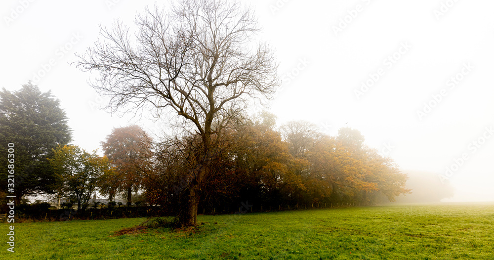 Obraz premium tree in the fog