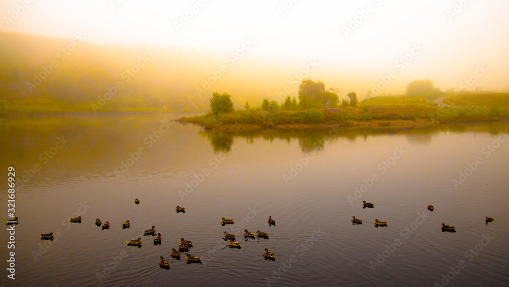 Naklejka premium birds on the lake