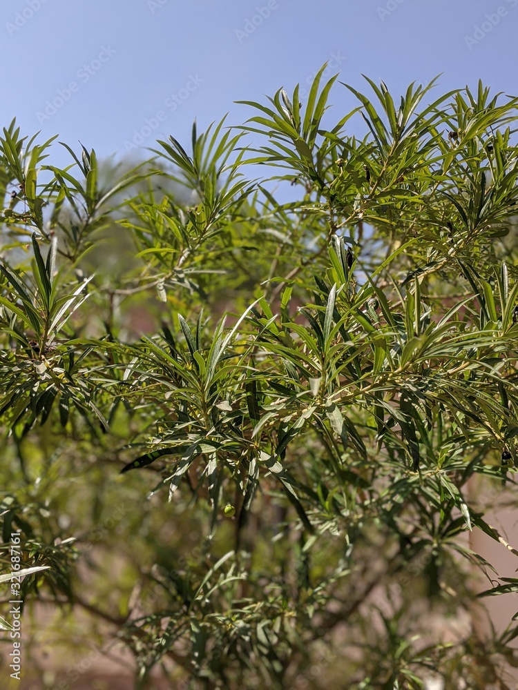 desert trees desert trees