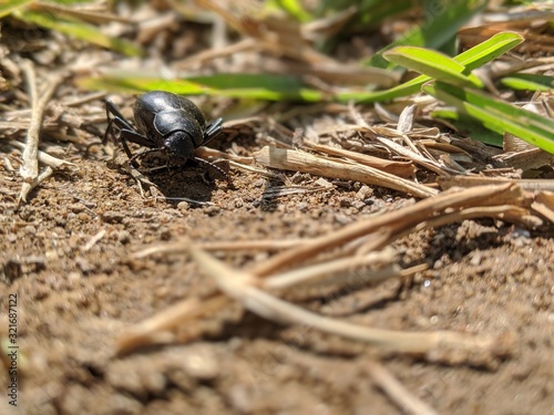 close up of desert beetle in dirt and grass