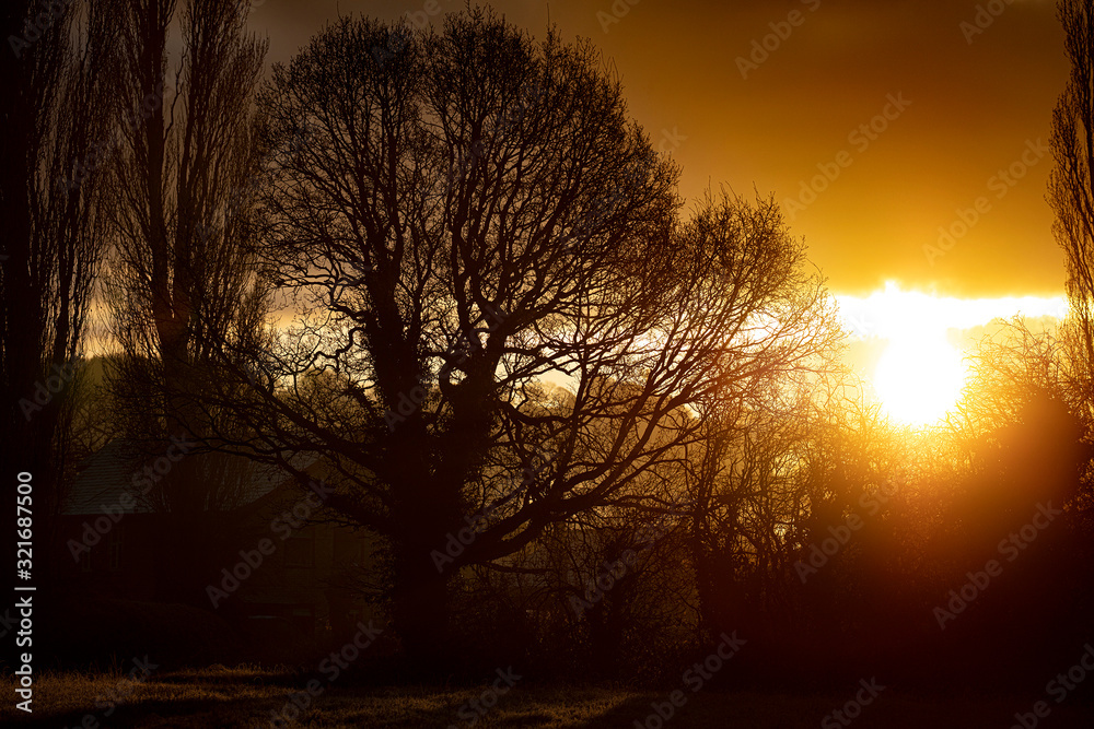sunset in forest sunset in forest