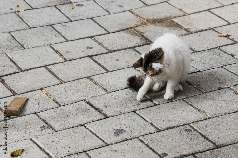 Homeless Cypriot street cat is playing with the fly on the paved littered street. Homeless animals and finding home concept.