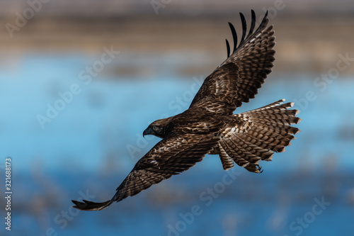 Valokuva Red-tailed hawk in flight hawks flying