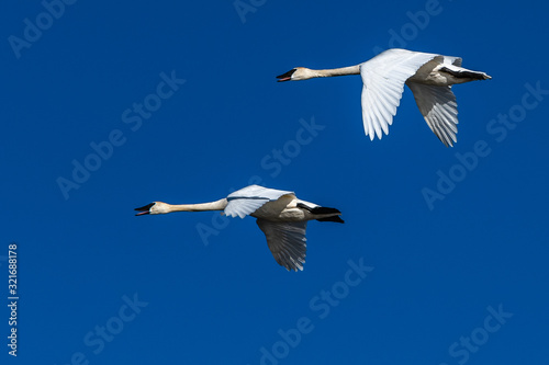 Trumpeter swan in flight swans flying